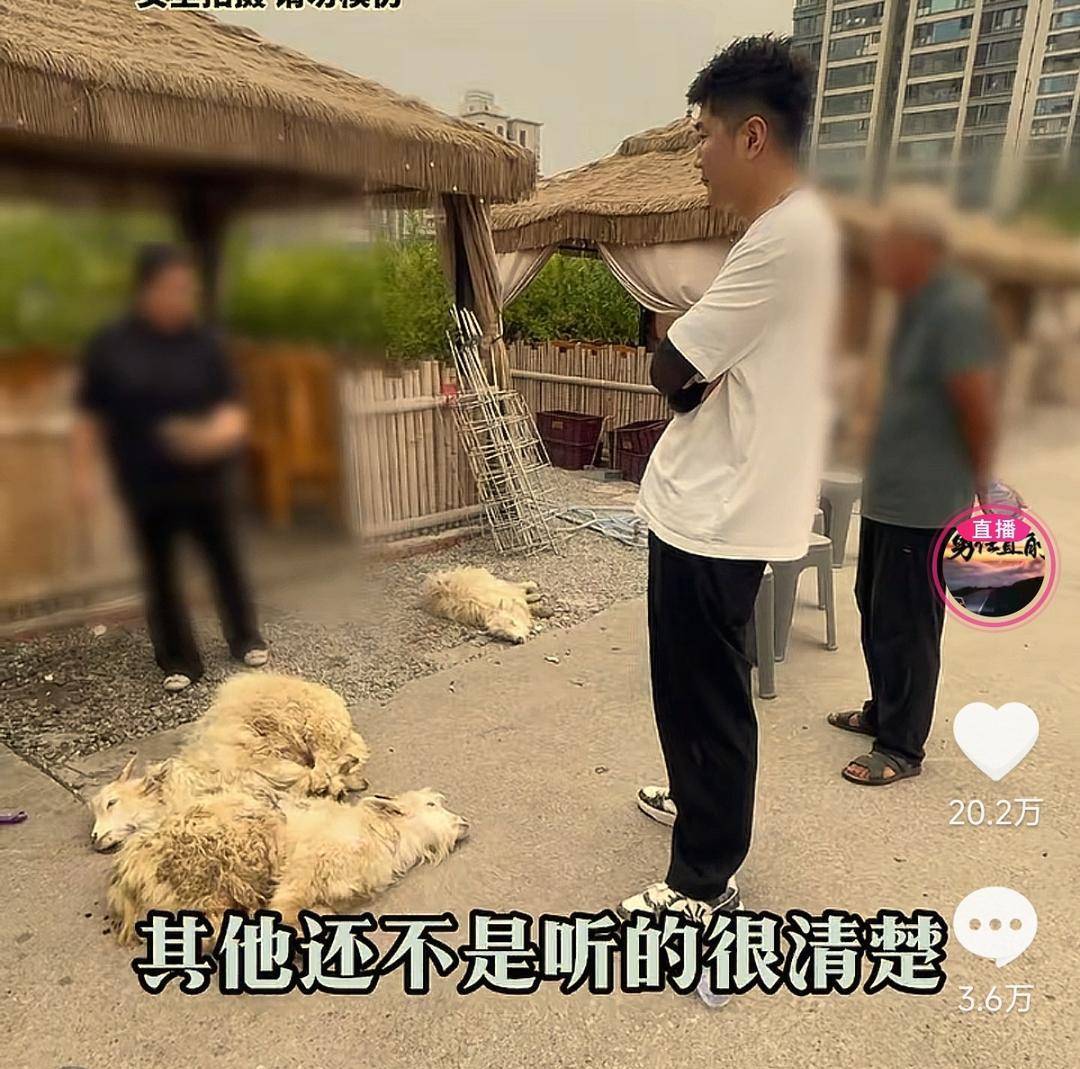 皇冠信用网代理申请_60斤活羊实际只有30多斤皇冠信用网代理申请!博主打假重庆两家烤全羊店获“退一赔三”