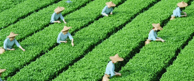 皇冠信用網会员开户申请
_上市！“高端中国茶第一股”皇冠信用網会员开户申请
，来自深圳罗湖