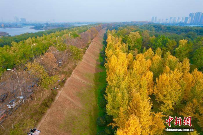 欧冠足球比分
_陕西西安:银杏林由绿转黄吸引市民游玩